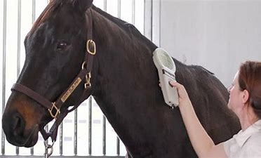 Microchipping will prevent mistaken or deliberate switching of horses